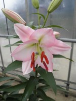 [1779 LakeMichigan No01.JPG]